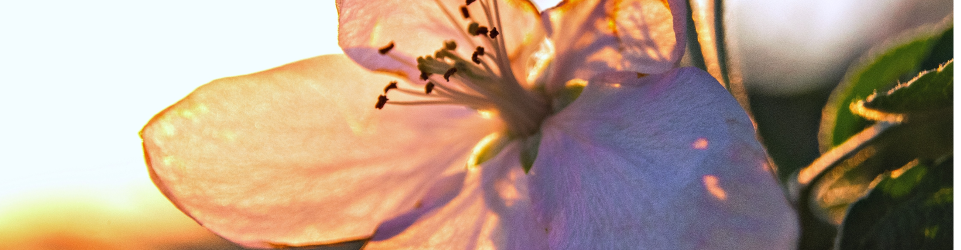 Fleur de pommier