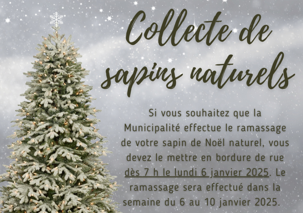 Collecte de sapins de Noël naturels 