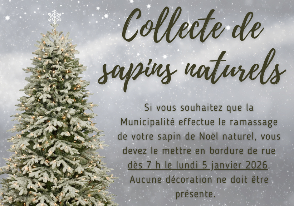 Collecte de sapins naturels 